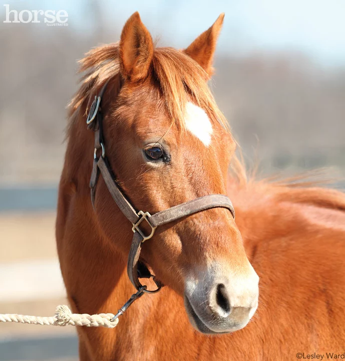 What should you know before adopting a horse?