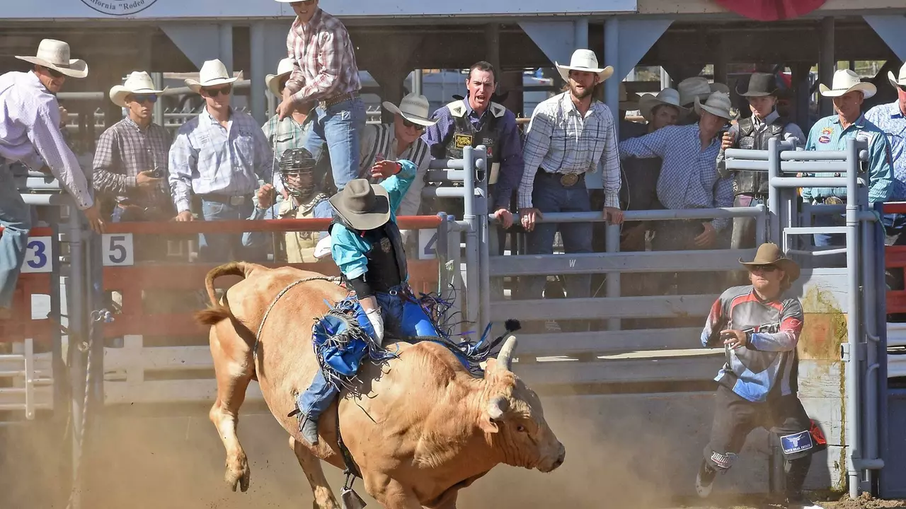 At a rodeo, what is harder to ride a bronc or a bull? Why?